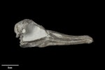 Alastair's albatross. Holotype skull (right lateral). South Taranaki. Image © Te Papa by Jean-Claude Stahl.