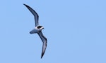 Gould's petrel. Adult in flight. Near the Three Kings Islands, March 2019. Image © Tim Barnard by Tim Barnard.