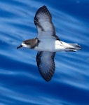 Gould's petrel. Adult. At sea off New Caledonia, April 2012. Image © Peter Harrison by Peter Harrison.