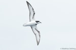 Gould's petrel. Ventral view of bird in flight. Southport (Australia), November 2017. Image © Matthias Dehling by Matthias Dehling.