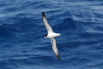 Gould's petrel. Adult in flight (ventral). At sea off New Caledonia, March 2009. Image © Nigel Voaden by Nigel Voaden.