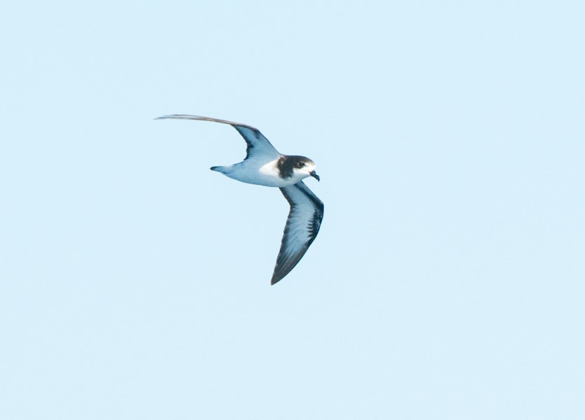 Gould's petrel. In flight showing underwing. Three Kings pelagic, March 2019. Image © Les Feasey by Les Feasey.