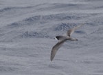 Gould's petrel. Adult in flight. Off the north-west coast of New Caledonia, March 2019. Image © Ian Wilson 2019 birdlifephotography.org.au by Ian Wilson.