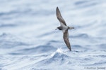 Gould's petrel. Dorsal view of bird in flight. Southport (Australia), November 2017. Image © Matthias Dehling by Matthias Dehling.