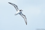 Gould's petrel. Ventral view of bird in flight. Southport (Australia), November 2017. Image © Matthias Dehling by Matthias Dehling.