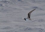 Gould's petrel. Adult in flight. Off the north-west coast of New Caledonia, March 2019. Image © Ian Wilson 2019 birdlifephotography.org.au by Ian Wilson.