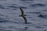 Gould's petrel. Adult in flight (dorsal). At sea off New Caledonia, March 2009. Image © Nigel Voaden by Nigel Voaden.