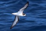 Gould's petrel. Adult in flight. At sea near Three Kings Islands, March 2019. Image © Tim Barnard by Tim Barnard.