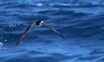 Gould's petrel. Adult in flight. Near the Three Kings Islands, March 2019. Image © Tim Barnard by Tim Barnard.