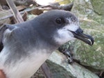 Gould's petrel. Adult at breeding colony. Cabbage Tree Island, December 2013. Image © Dean Portelli by Dean Portelli.