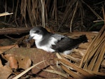 Gould's petrel. Adult at breeding colony. Cabbage Tree Island, November 2016. Image © Dean Portelli by Dean Portelli.