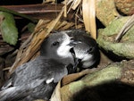 Gould's petrel. Courting adults at breeding colony. Cabbage Tree Island, November 2016. Image © Dean Portelli by Dean Portelli.