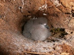 Gould's petrel. Nestling in nest inside hollow palm log. Cabbage Tree Island, March 2013. Image © Dean Portelli by Dean Portelli.