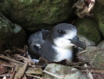 Gould's petrel. Adult incubating egg. Cabbage Tree Island, December 2015. Image © Dean Portelli by Dean Portelli.