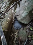 Gould's petrel. Adult and nestling at nest. Cabbage Tree Island, March 2019. Image © Dean Portelli by Dean Portelli.