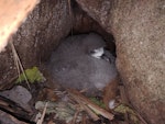 Gould's petrel. Nestling in nest among boulders. Cabbage Tree Island, March 2019. Image © Dean Portelli by Dean Portelli.