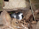 Gould's petrel. Adult in nest underneath rock. Cabbage Tree Island, November 2010. Image © Dean Portelli by Dean Portelli.