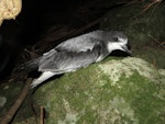 Gould's petrel. Near-fledgling outside nest at night. Cabbage Tree Island, April 2014. Image © Dean Portelli by Dean Portelli.