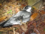 Gould's petrel. Fledgling at breeding colony (subspecies caledonica). New Caledonia, May 2016. Image © Sven Mauri by Sven Mauri.