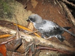 Gould's petrel. Fledgling at breeding colony (subspecies caledonica). New Caledonia, May 2016. Image © Sven Mauri by Sven Mauri.