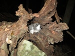 Gould's petrel. Nestling at entrance to nest in fallen hollow tree. Cabbage Tree Island, April 2014. Image © Dean Portelli by Dean Portelli.