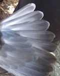 Gould's petrel. Adult, tail pattern (Pterodroma leucoptera 'leucoptera'). Cabbage Tree Island, December 2013. Image © Dean Portelli by Dean Portelli.