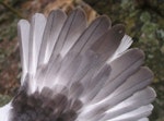 Gould's petrel. Adult tail pattern (Pterodroma leucoptera 'leucoptera'). Cabbage Tree Island, March 2007. Image © Dean Portelli by Dean Portelli.