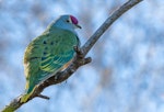 Rose-crowned fruit-dove. Adult. Blacks Beach, Mackay, Queensland, June 2019. Image © Barry Deacon 2019 birdlifephotography.org.au by Barry Deacon.