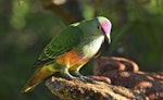 Rose-crowned fruit-dove. Adult. Paluma, Queensland, June 2014. Image © Brian O'Leary 2015 birdlifephotography.org.au by Brian O'Leary.