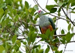 Rose-crowned fruit-dove. Adult. Cairns, Queensland, October 2019. Image © Max Peters by Max Peters.