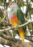 Rose-crowned fruit-dove. Adult. Portland Roads, Iron Range, North Queensland, August 2012. Image © Mike Potts by Mike Potts.