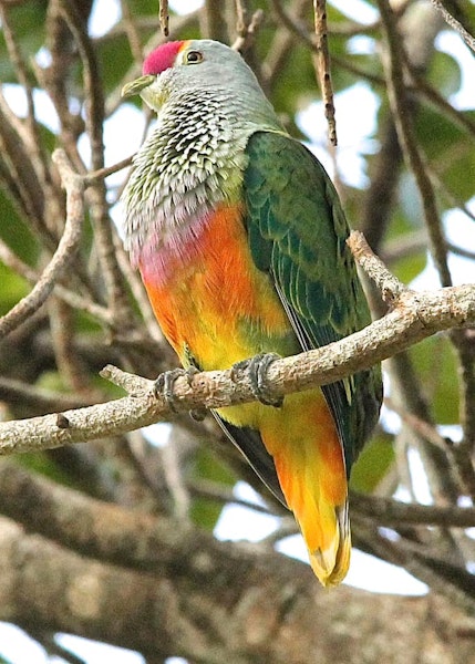 Rose-crowned fruit-dove. Adult. Portland Roads, Iron Range, North Queensland, August 2012. Image © Mike Potts by Mike Potts.