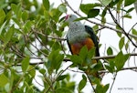 Rose-crowned fruit-dove. Adult. Cairns, Queensland, October 2019. Image © Max Peters by Max Peters.