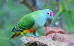 Rose-crowned fruit-dove. Adult. Paluma, Queensland, June 2014. Image © Brian O'Leary 2014 birdlifephotography.org.au by Brian O'Leary.