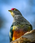 Rose-crowned fruit-dove. Adult. White Patch, Bribie Island, Queensland, September 2018. Image © Warren Bennett 2018 birdlifephotography.org.au by Warren Bennett.