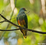 Rose-crowned fruit-dove. Adult. Minjungbal Reserve, Tweed Heads, New South Wales, Australia, December 2014. Image © Nick Talbot by Nick Talbot.