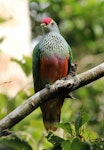 Rose-crowned fruit-dove. Adult. Airlie Beach, North Queensland, Australia, May 2016. Image © Lloyd Bullock by Lloyd Bullock.