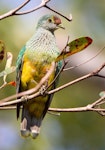 Rose-crowned fruit-dove. Subadult male. Yorkeys Knob, Queensland, October 2011. Image © John Stirling 2012 birdlifephotography.org.au by John Stirling.