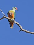 Rose-crowned fruit-dove. Adult male (subspecies ewingii). Channel Point, Northern Territory, June 2018. Image © Diana Womersley 2020 birdlifephotography.org.au by Diana Womersley.