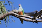 Rose-crowned fruit-dove. Adult. Hervey Bay, Queensland, September 2012. Image © Belinda Rafton 2012 birdlifephotography.org.au by Belinda Rafton.