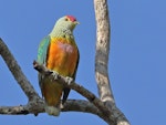 Rose-crowned fruit-dove. Adult (subspecies ewingii). Litchfield National Park, Northern Territory, July 2018. Image © Gary King 2019 birdlifephotography.org.au by Gary King.