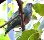 Rose-crowned fruit-dove. Adult. Melbourne Zoo, Australia, June 2011. Image © Nick Talbot by Nick Talbot.