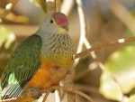 Rose-crowned fruit-dove. Adult male (subspecies ewingii). Cygnet Bay - Cape Leveque, Western Australia, July 2019. Image © Tim Van Leeuwen 2019 birdlifephotography.org.au by Tim Van Leeuwen.