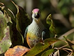 Rose-crowned fruit-dove. Adult (subspecies ewingii) swallowing a large fruit. Cygnet Bay - Cape Leveque, Western Australia, July 2019. Image © Tim Van Leeuwen 2019 birdlifephotography.org.au by Tim Van Leeuwen.