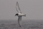 Blue petrel. Adult in flight. Southern Indian Ocean, December 2011. Image © Sergey Golubev by Sergey Golubev.