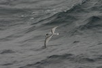 Blue petrel. In flight. At sea, South Atlantic, March 2006. Image © David Boyle by David Boyle.