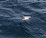 Blue petrel. Adult in flight. Off north coast of Kerguelen Islands, December 2015. Image © Colin Miskelly by Colin Miskelly.