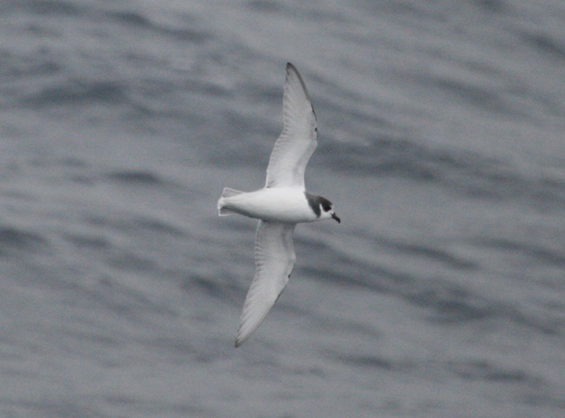 Blue petrel. Adult in flight. At sea off Campbell Island, November 2011. Image © Detlef Davies by Detlef Davies.