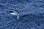 Blue petrel. Ventral view of bird in flight. At sea, Halfway between Easter Island and Chile, November 2017. Image © Cyril Vathelet by Cyril Vathelet.