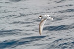 Blue petrel. Adult in flight. Drake Passage, Antarctica, November 2019. Image © Mark Lethlean 2020 birdlifephotography.org.au by Mark Lethlean.